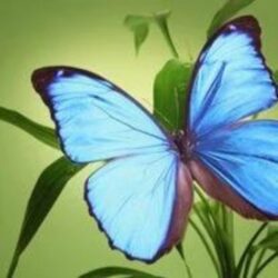 Judith “Judi” Ann Miller