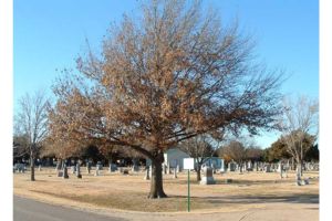 Lakin – Comanche Cemetery