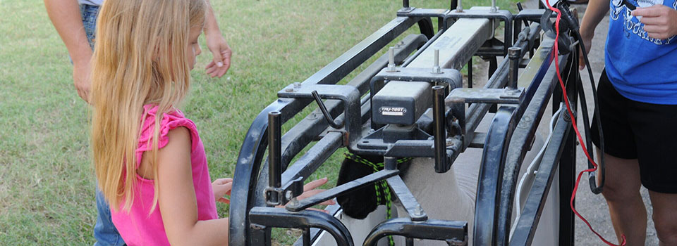 K-State Plans Junior Beef, Sheep Days