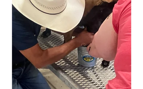 2024 Goat Milking Nick Kretzner