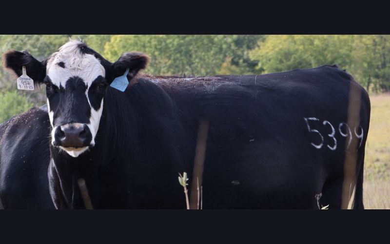 Cattle Chat: How Producers Can Find the Right Type of Cow for Their Land