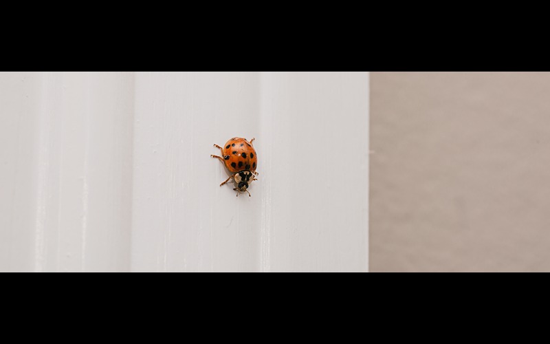 K-State Entomologist Shares Tips for Keeping Winter Pests Out of Homes, Yards
