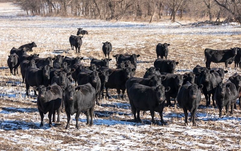 K-State Specialist Shares Tips for Managing Cattle as Temps Get Cold