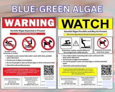 Graphic with blue-green algae information 