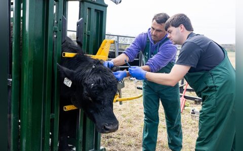 Shaun Huser, DVM, clinical associate professor and field service clinician, works with a fourth-year veterinary student on a local field service call near Manhattan. Photo Credit: KSRE