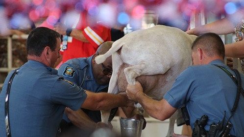 Impromptu KHP Team Milks their Goat