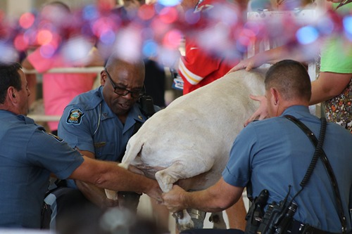 Kansas Highway Patrol Struggles to Milk Unruly Goat
