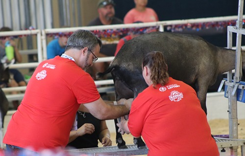 Kansas State Fair Board Milks their Goat
