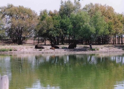Bison by the Pond, Photo Credit: Hutchinson Zoo
