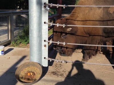 Sioux Celebrates 27 years at the Hutchinson Zoo, Photo Credit: Hutchinson Zoo